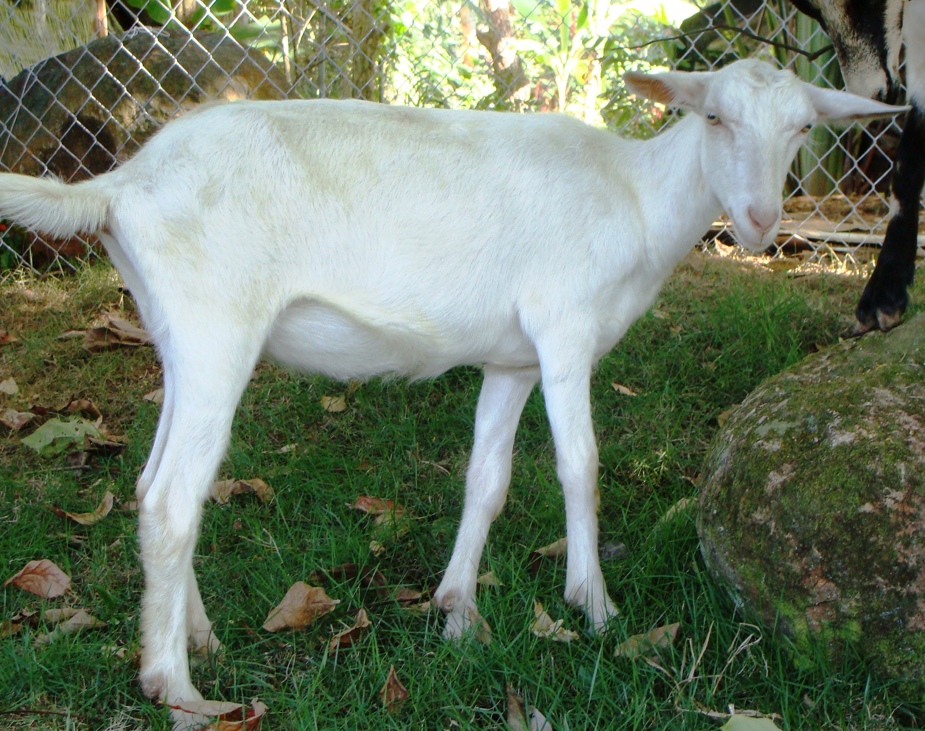 Ambali