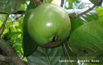 Borojo