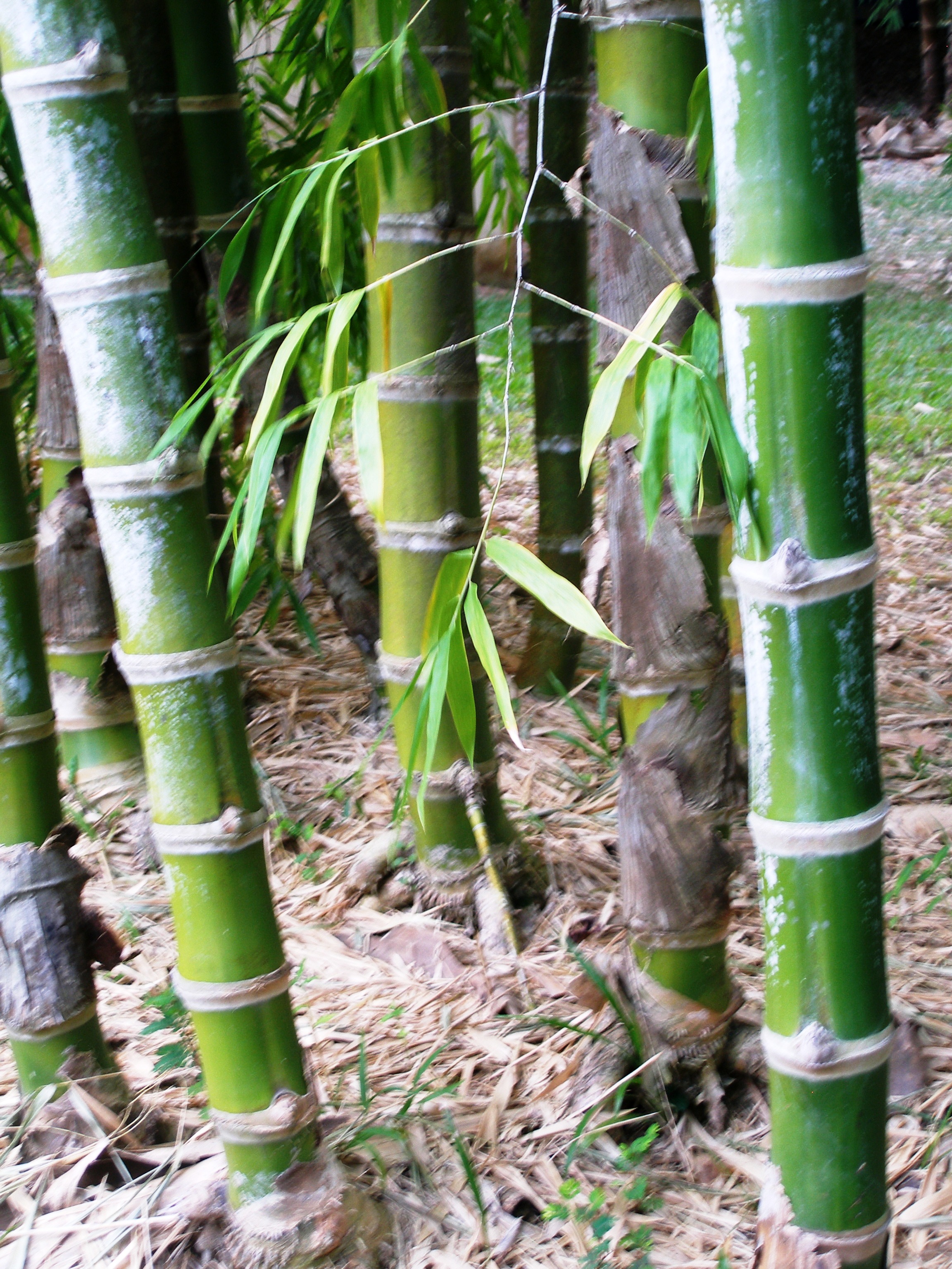 Guadua angustifolia