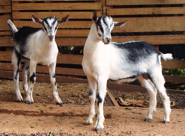 Ajit, Amrit