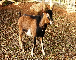 Mohan