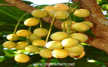 Burmese Grape, Baccaurea ramiflora, www.organicfarm.net