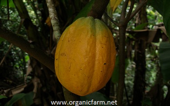 cacao, cocoa, Theobroma cacao, www.organicfarm.net