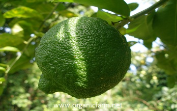 Citronelle, Citrus jambhiri, www.organicfarm.net