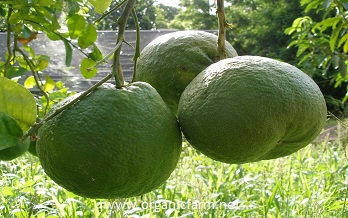Lemon Giant, Citrus limon x medica, www.organicfarm.net
