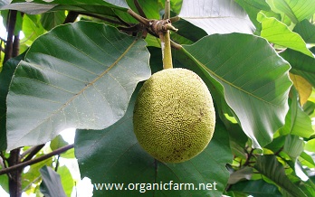 Marang, Artocarpus odoratissimus, www.organicfarm.net
