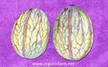 White Cacao, Mocambo, Theobroma bicolor, www.organicfarm.net