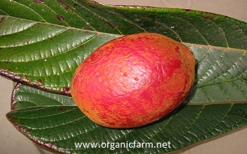 Okari Nut, Terminalia kaernbachii, www.organicfarm.net