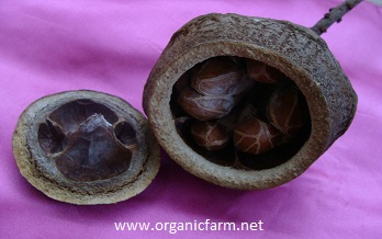 Paradise Nut, Lecythis elliptica, www.organicfarm.net