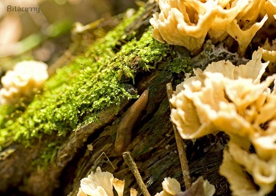 Tropical Tree



























  Fungus