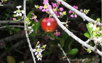 ACEROLA