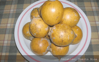 African Apricot