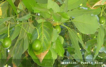 Avocado, Grafted