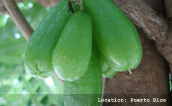 Bilimbi