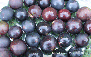 Blue Grape
