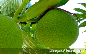 Breadfruit Grafted