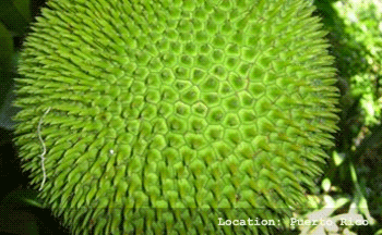 Breadnut