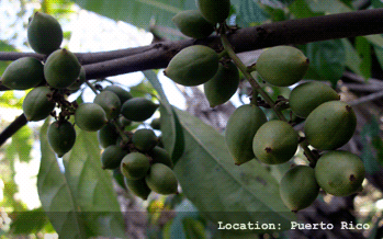 Burmese Grape