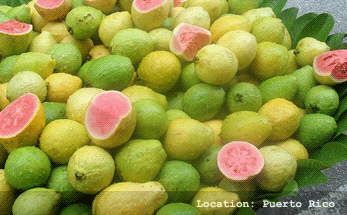 Guava Pear