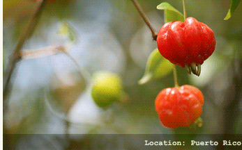 SURINAM CHERRY