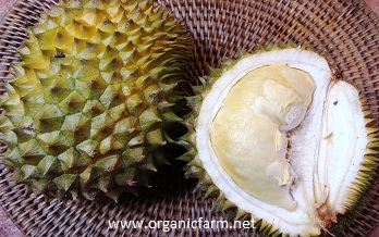 Durian