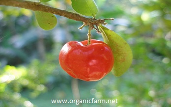 Acerola; Malpighia
















































        glabra;
















































        www.organicfarm.net; 