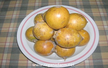 African Apricot;
















































        Gambeya
















































        lacourtiana; www.organicfarm.net;        