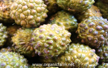 Alupag; Euphoria

        didyma;

        www.organicfarm.net; 