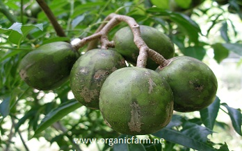 Ambarella dwarf;

        Jobo

        enano; Spondias        cytherea;        www.organicfarm.net; 