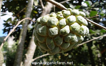 Anon green;

        Sweetsop;

        Annona squamosa;        www.organicfarm.net;        