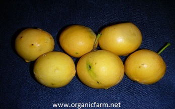 Bakuripari-mirim, Garcinia, www.organicfarm.net