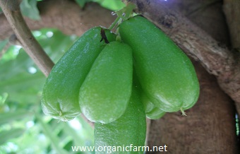 bilimbi; averrhoa bilimbi; www.organicfarm.net; 