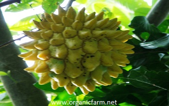 Biriba, Rollinia deliciosa, www.organicfarm.net