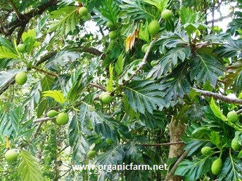 Breadfruit