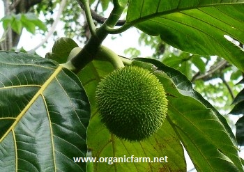 Breadnut www.organicfarm.net