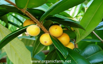 Cabelluda, Yellow Jaboticaba, Myrciaria glazioviana, www.organicfarm.net