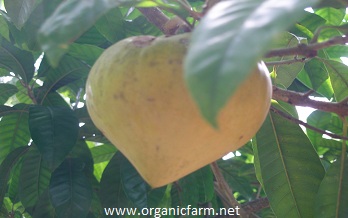 Canistel, Egg Fruit, Pouteria campechiana, www.organicfarm.net