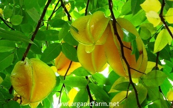 Carambola, Averrhoa carambola, www.organicfarm.net