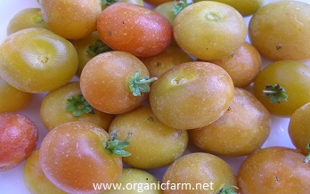 Ceylon Gooseberry, Ketembilla, Dovyalis hebecarpa, www.organicfarm.net