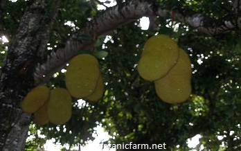 Champedak, Artocarpus integer, www.organicfarm.net