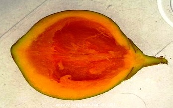 Chupa chupa, South American Sapote, Yellow Sapote, Matisia cordata, www.organicfarm.net