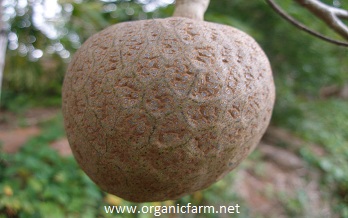 Corazon, Annona reticulata, www.organicfarm.net