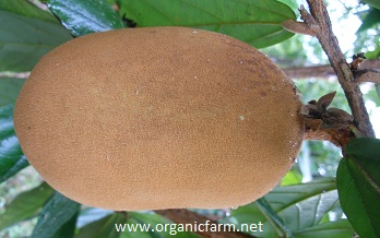 Cupuassu, Cupuacu, Theobroma grandiflorum, www.organicfarm.net