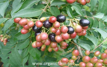 Curry Leaf tree, Murraya koenigii, www.organicfarm.net