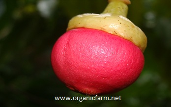 Engkala, Litsea garciae, www.organicfarm.net