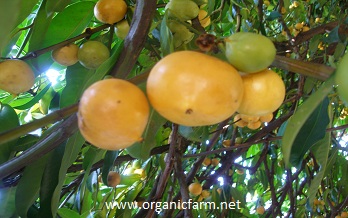 Gamboge, Garcinia xanthochymus, www.organicfarm.net