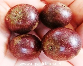 Governor's Plum; Flacourtia indica, www.organicfarm.net