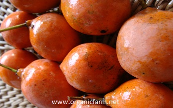 Imbe, Garcinia livistonei, www.organicfarm.net