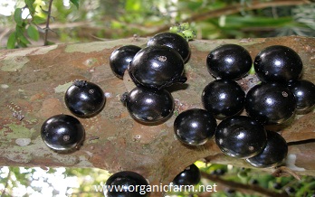 Jaboticaba, Myrciaria cauliflora, www.organicfarm.net