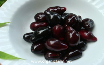 Jambolan, Syzygium cuminii, www.organicfarm.net